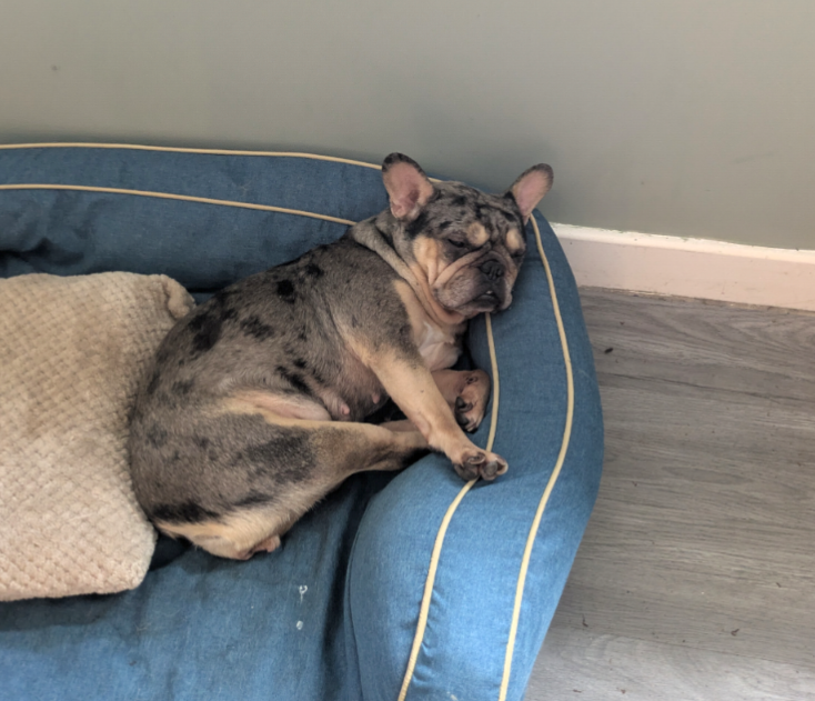 Millie, the merle French Bulldog