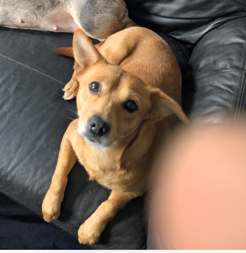 Betsy, the Jack Russell